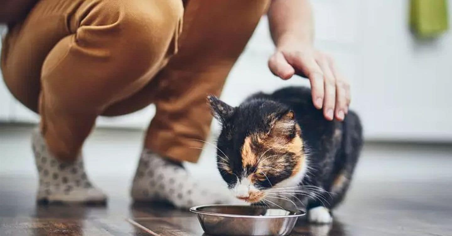 Pet food, sequestri per 1,7 milioni